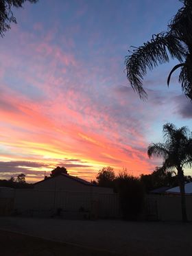 Lola Classic Strelizia